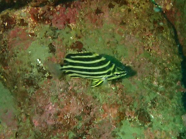 カゴカキダイの越冬